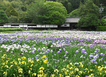 加茂花菖蒲園